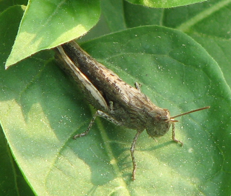 piccola cavalletta grigia: cf Chorthippus(Glyptobothrus) sp.